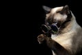 seal point siamese cat sitting waiting for food. Thai cat looking something on black background.Hungry siamese cat with fashion Royalty Free Stock Photo