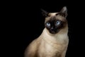 seal point siamese cat sitting waiting for food. Thai cat looking something on black background.Hungry siamese cat with blue eyes Royalty Free Stock Photo