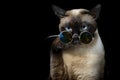 seal point siamese cat sitting waiting for food. Thai cat looking something on black background.Hungry siamese cat with fashion Royalty Free Stock Photo