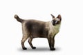 Seal point siamese cat stand waiting for food. Thai cat looking something on white background.Hungry siamese cat with blue eyes Royalty Free Stock Photo