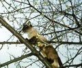 Seal Point Siamese Domestic Cat, Adult standing on Branch