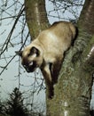 Seal Point Siamese Domestic Cat, Adult standing in Tree