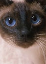 Seal Point Siamese Domestic Cat, Portrait of Adult with Blue Eyes Royalty Free Stock Photo