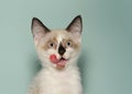 Portrait of siamese kitten licking face with tongue
