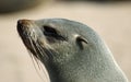 Seal portrait Royalty Free Stock Photo
