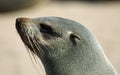 Seal portrait