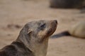 Seal Portrait cape cross Seal reserve Namibia Africa