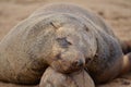 Seal portrait cape cross seal reserve Namibia Africa