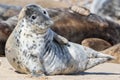 Seal portrait. Cute animal portrait of spotty fur grey seal Royalty Free Stock Photo