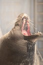 Seal portrait with a dramatic yell cut