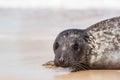 Seal portrait image. Baby gray seal close-up coastal wildlife image Royalty Free Stock Photo