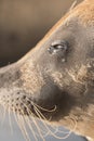 Seal portrait with sad face and tears