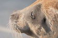 Seal portrait with sad face and tears