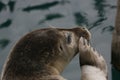 Seal portraits Royalty Free Stock Photo