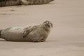 Seal portraits Royalty Free Stock Photo