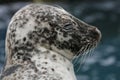 Seal portraits Royalty Free Stock Photo