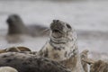 Seal portraits Royalty Free Stock Photo