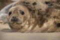 Seal portraits Royalty Free Stock Photo