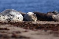 Seal portraits Royalty Free Stock Photo