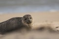 Seal portraits Royalty Free Stock Photo