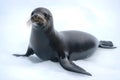 Seal in pose resting on the ice. Royalty Free Stock Photo