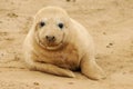 Seal pup Royalty Free Stock Photo