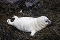 Seal Pup Royalty Free Stock Photo