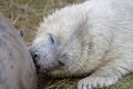 Seal Pup Royalty Free Stock Photo