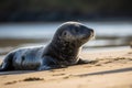 seal pup basking in the sun on serene and peaceful shore Royalty Free Stock Photo