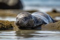 seal pup basking in the sun on serene and peaceful shore Royalty Free Stock Photo