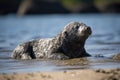 seal pup basking in the sun, warming up after a long swim Royalty Free Stock Photo