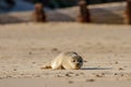 Seal pup on the beach as part of the seal colony at Horsey, Norfolk Royalty Free Stock Photo