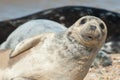 Seal pup close-up Royalty Free Stock Photo