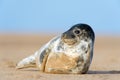 Seal Pup