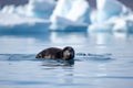 a seal pup floating on a small iceberg, its flippers paddling in the water