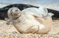 Happy seal pup on a beach Royalty Free Stock Photo