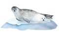 Seal and pup on ice watercolor illustration isolated on white background
