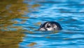 Seal pup keeping head just above water