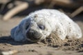 seal pup lying on its back, belly exposed, in the sun Royalty Free Stock Photo