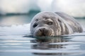 seal pup napping on ice with its flippers and whiskers splayed out