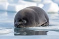 seal pup napping on ice with its flippers and whiskers splayed out