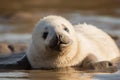 seal pup rests on its stomach and stretches its flippers as it suns itself