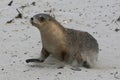 seal pup running along the beach on kangaroo island in south australia