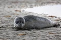 Seal pup Royalty Free Stock Photo