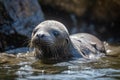 seal pup sunning itself on a rock, surrounded by glistening water