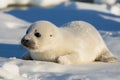 seal pup sunning on snow-covered beach, its sleek coat shining in the sunlight