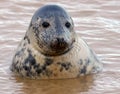 Seal pup in water Royalty Free Stock Photo
