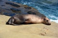 A seal puppy Royalty Free Stock Photo