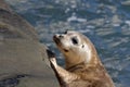 Seal Puppy in La Jolla Royalty Free Stock Photo