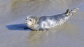 Wild Seal Puppy Royalty Free Stock Photo